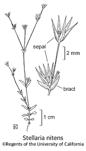 Image result for Stellaria