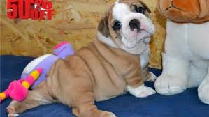 Ask questions and learn once they have bonded with their family they become totally committed for their entire lifespan. Bbb Warns Of Pet Buying Scam Krcg