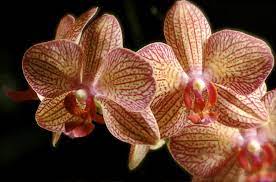 Plant Life The Lucajah Mcjoannou Agency Rainforest Biome Rainforest Plants Tropical Rainforest
