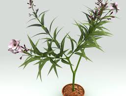 Maybe you would like to learn more about one of these? Bouturage Laurier Rose Technique Et Periode