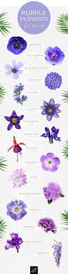 This is a list of plants organized by their common names. 50 Types Of Purple Flowers Ftd Com