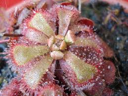 Image result for Drosera natalensis