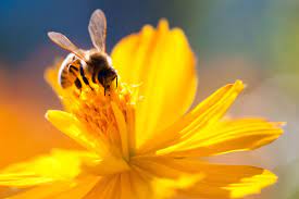 Everyone knows that flowers are essential to bees, but do you know which flowers are best for making honey? 7 Plants To Help Honey Production Blain S Farm Fleet Blog