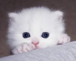 Persian Kitten Teacup Persian Cats Persian Cat White Teacup Cats