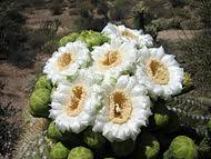 How does the saguaro reproduce? Saguaro Wikipedia