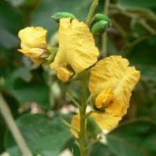 Image result for Pterocarpus rotundifolius