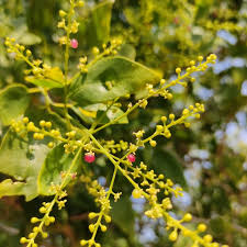 Image result for Salvadoraceae