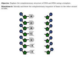 It could be other components. Bases Located Complementary To Each Other