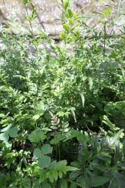 Image result for Pteris preussii