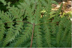 Image result for Histiopteris