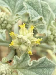 Image result for Chrozophora