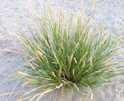Image result for Setaria kagerensis
