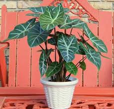 Pin On Plants Indoor Care Nega Biljaka U Kuci
