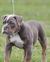 As the premier breeder of olde english bulldogges in the southeast, we love providing families we are committed to producing genetically healthier olde english bulldogge puppies. Olde English Bulldogge Puppies For Sale
