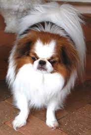Pin By Linda Depeel On Cj S Home With Pasley And Leah Japanese Chin Dog Japanese Chin Dog Breeds