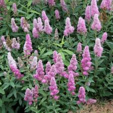 Image result for Spiraea billardii