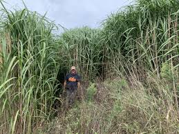 We did not find results for: Real World Giant Miscanthus Food Plot Seed Food Plots Deer Minerals Deer Feed Ehd