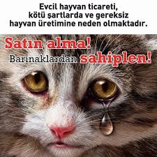 Ucretsiz Kedi Kopek Sahiplendirme Bilgilendirme Samsun Home Facebook