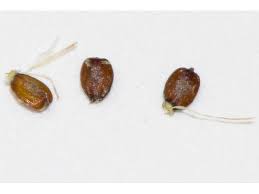 Image result for Kyllinga odorata