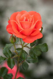 Marmalade Skies Rose Beautiful Flowers Flowers Pretty Flowers