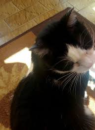 Silvana Pucci (@pucci_silvana)