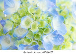 Maybe you would like to learn more about one of these? Hydrangea Stock Photo And Image Collection By Optimarc Shutterstock