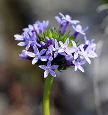 Image result for Pentanisia