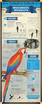 download hd guacamaya png transparent png image nicepng com