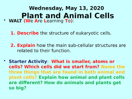 We did not find results for: Plant And Animal Cells Ppt Gcse Biology Teaching Resources