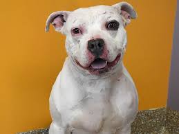 Maybe you would like to learn more about one of these? Pit Bull Euthanized After Biting A 5 Year Old Child In The Face In Aurora