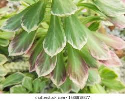 Image result for Monadenium lugardiae