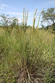 Image result for Panicum trichonode