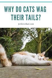 If you're petting them, let them smell your hand, if they ignore you it means they are done and would like to just sit near you. In Contrast To How Dogs Wag Their Tails Because They Re Happy A Cat Wagging Its Tail Is The Very Opposite Cats And Dogs Cats Cat Questions Cat Communication