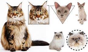 You will notice more distinct differences in male and female cats or dogs if they have not been spayed or neutered. Pet Researcher Claims A Feline S Features Can Reveal Its Personality Daily Mail Online