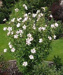 Gardening Goodies Rose Of Sharon Rose Of Sharon Screen Plants Plants