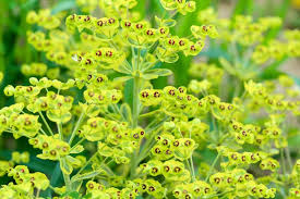 Image result for Euphorbia spissiflora