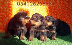 Bursa Kopek Ciftligi 05412625853 Rottweiler Yavrulari Kopek Yavru Kopek