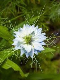 Nigella Damascena Love In A Mist World Of Flowering Plants Nigella Plants Planting Flowers