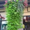 Sweet potato vines are ideal for container gardening and are prized for their foliage. 3