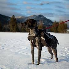 Ezydog Summit Bag Tasmali Kopek Sirt Cantasi Xl Ezydog Tasma Fiyatlari