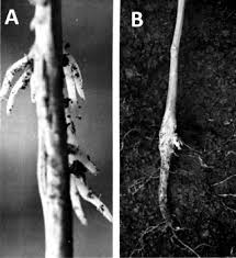 Image result for Crotalaria incompta