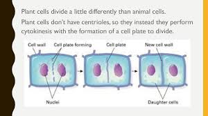 Aug 06, 2018 · an animal cell is a type of cell that differs from plant or fungi cells. Riddle Of The Day What Kind Of Room Has No Windows Or Doors A Mushroom Ppt Download
