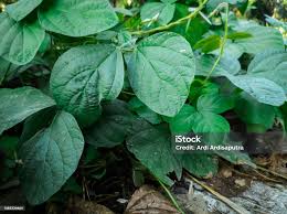 Image result for Calopogonium mucunoides