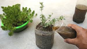 Personally, i think that risk is quite low, but authorities need to be more cautious and they recommend composting. The Best Fertilizer For Any Plants Cow Dung Compost Fertilizer Youtube