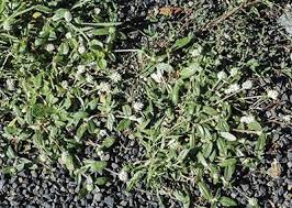 Image result for Gomphrena celosioides