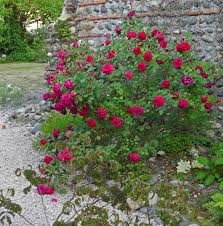 jardinecofriendly - WordPress.com