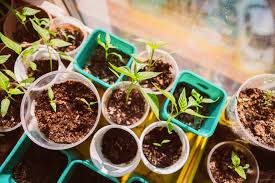 Download this free picture about germ leaves hazelnut from pixabay's vast library of public domain images and videos. Seed Sowing Where Did I Go Wrong Thompson Morgan
