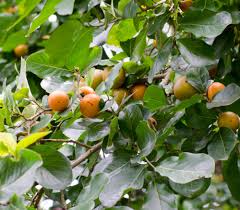 Image result for Diospyros natalensis