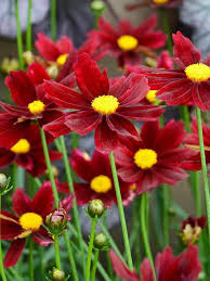 Pin On Gardening Flowers Plants