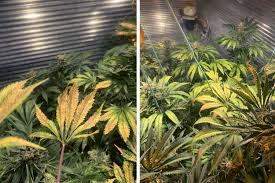 Maybe you would like to learn more about one of these? What Causes Red Stems In Cannabis Plants Grow Weed Easy